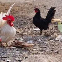 مرغ و خروس جاپنیز