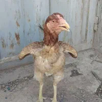 کفتر  قره‌کوینح، تهرانی و گوی و مرغ لاری کرچ خواب