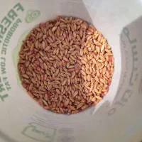 فروش گندم دیم بذری