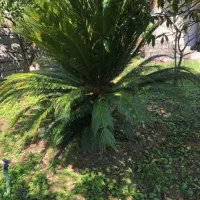 دو عدد سیکاس بزرگ|خدمات باغبانی و درختکاری|نوشهر, |دیوار