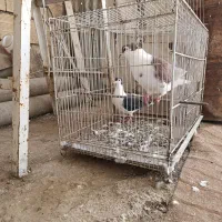 ساده کاکلی|پرنده|مشهد, امیرآباد|دیوار