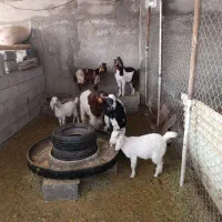 فروش دام|حیوانات مزرعه|قرچک, داوود آباد|دیوار