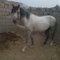 اسب هم سواری میده هم بار ی است اصیل و آروم هستش