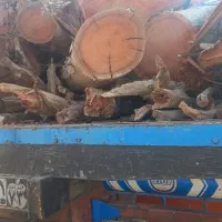 خرید و فروش انواع چوب و برش و هرس درخت مرکبات و..