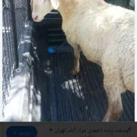 سلام گوسفند زنده دارم