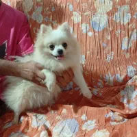 پامرین عروسکی