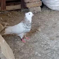طوقی هفت رنگ لیمویی معاوضه