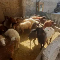 گوسفند زنده