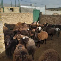 گوسفند داشتی