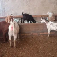 بز سانن|حیوانات مزرعه|نیشابور, شهرک رضوی|دیوار