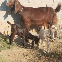 بز پاکستانی