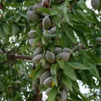 نهال بادام دیرگل تونو و آذر|خدمات باغبانی و درختکاری|بروجرد, |دیوار