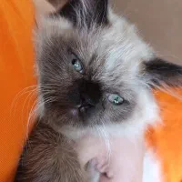 گربه پرشین وهیمالین دونژادس