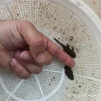 خرید آنلاین ماهی زینتی برکه گلبهار ارسال رایگان|ماهی|گلبهار, شهر جدید گلبهار|دیوار