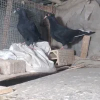 کبوتر کربلایی. دمسفید. کرمانی .جوجه .