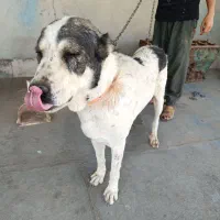 سگ نژاددار
