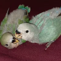 جوجه کوتوله برزیلی سرلاکی