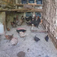 تعدادی مرغ جوان تخمگذار