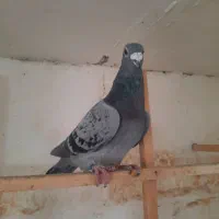 کفتر سبز آلمانی