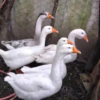 قوغاز نروماده|حیوانات مزرعه|ماکلوان, |دیوار