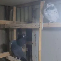 12عدد کبوتر یکجا دونه 150|پرنده|محلات, |دیوار