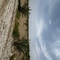 نخل و زمین|فروش زمین و ملک کلنگی|بوشهر, |دیوار
