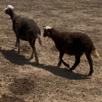 گوسفند بره دار