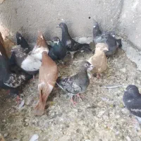 جوانه کفتر|پرنده|باشتین, |دیوار