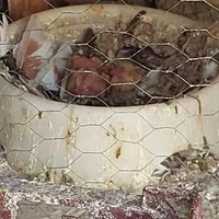 کبوتر بپر|پرنده|میناب, |دیوار