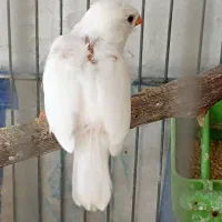 فنچ نر|پرنده|اصفهان, رکن الدوله غربی|دیوار