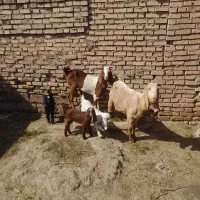 بز بیگ|حیوانات مزرعه|دزفول, |دیوار