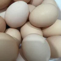 تخم مرغ  محلی  خوراکی