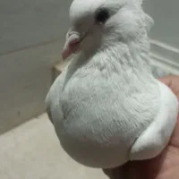 کبوتر کم خال