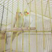 نرماده ماده ضمانتی