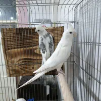 طوطی عروس هلندی مولد آلبینو دوکت کلکسیونی کارداده