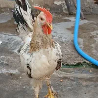 ۳عدد خروس