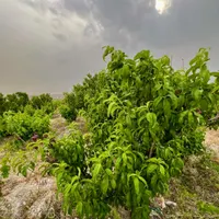 باغ و باغچه. نگهبان و باغبان ،سند تک برگ|فروش زمین و ملک کلنگی|کرج, شهریار|دیوار