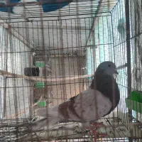 کفترکبوترپرشی