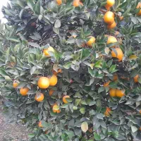 پرتقال تامسون و خونی ۱۰ تن درجه ۱|خوردنی و آشامیدنی|ساری, |دیوار