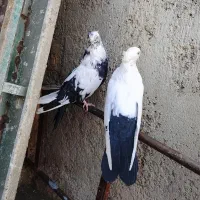 دمبی|پرنده|میانه, |دیوار