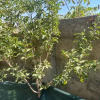 فروش فوری یه تیکه بهشت با درختای بارده|فروش زمین و ملک کلنگی|تهران, بوستان سرخه حصار|دیوار