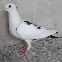 جوجه پلاکی|پرنده|اصفهان, سعادت‌آباد|دیوار