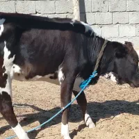 یک راس گاو نر سفید و یک راس پرو گوشتی|حیوانات مزرعه|قشم, |دیوار