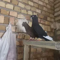 ۴تا طوقی ویه جفت قارا