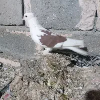 کبوتر گره ودرجاوجوجه گره|پرنده|بندرعباس, |دیوار