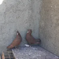 کبوتر سرخ کرمانی کاکل