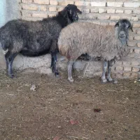 میش آبستن سنگین