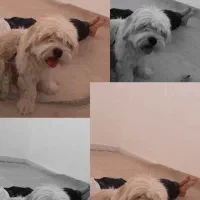 سگ پشمالو|سگ|امیدیه, |دیوار