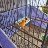 قناری نر بخون قرمز قدیم|پرنده|اردبیل, |دیوار