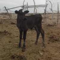 گوساله شیری ماده مخصوص داشت